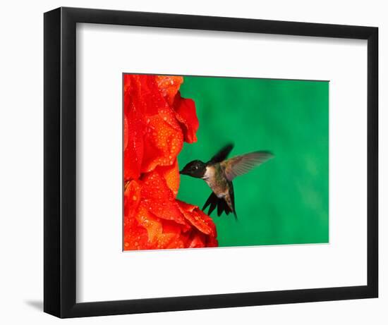 Male Ruby-Throated Hummingbird Feeding on Gladiolus Flowers-Adam Jones-Framed Photographic Print