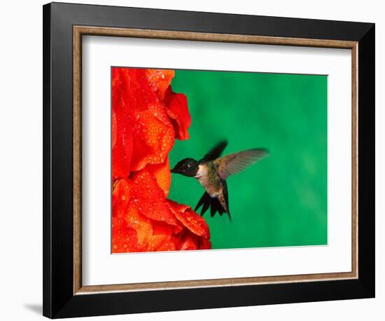 Male Ruby-Throated Hummingbird Feeding on Gladiolus Flowers-Adam Jones-Framed Photographic Print