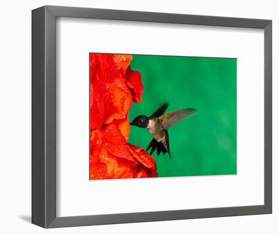 Male Ruby-Throated Hummingbird Feeding on Gladiolus Flowers-Adam Jones-Framed Photographic Print