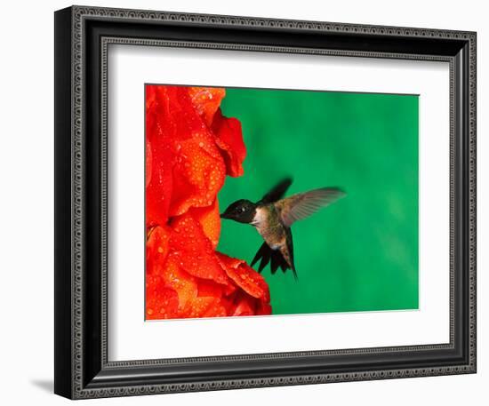 Male Ruby-Throated Hummingbird Feeding on Gladiolus Flowers-Adam Jones-Framed Photographic Print