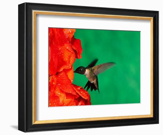 Male Ruby-Throated Hummingbird Feeding on Gladiolus Flowers-Adam Jones-Framed Photographic Print