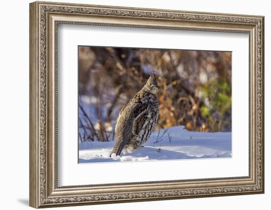 Male Ruffed Grouse (Bonasa Umbellus) in Winter in Glacier NP, Montana-Chuck Haney-Framed Photographic Print