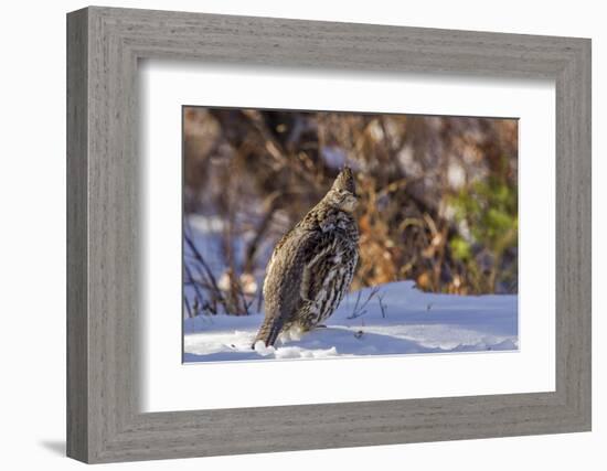 Male Ruffed Grouse (Bonasa Umbellus) in Winter in Glacier NP, Montana-Chuck Haney-Framed Photographic Print