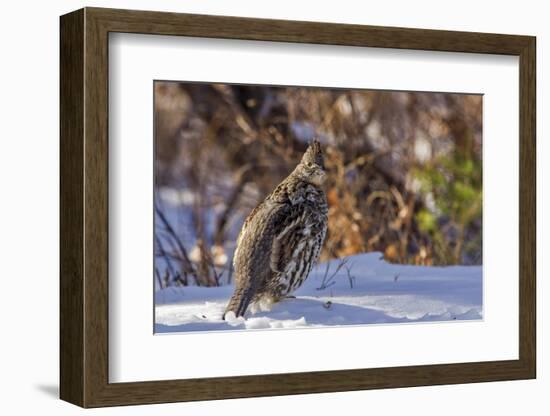 Male Ruffed Grouse (Bonasa Umbellus) in Winter in Glacier NP, Montana-Chuck Haney-Framed Photographic Print