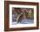 Male Ruffed Grouse (Bonasa Umbellus) in Winter in Glacier NP, Montana-Chuck Haney-Framed Photographic Print