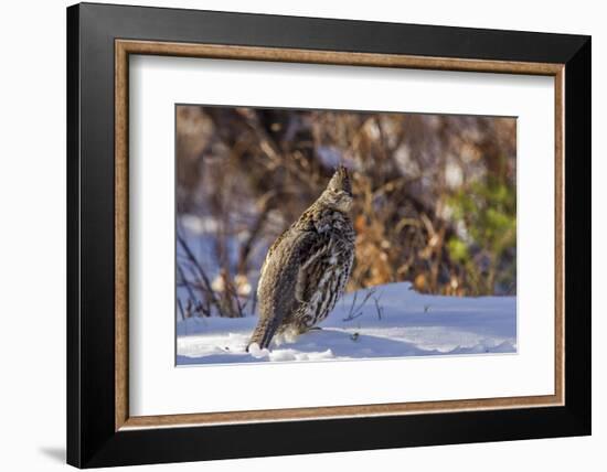 Male Ruffed Grouse (Bonasa Umbellus) in Winter in Glacier NP, Montana-Chuck Haney-Framed Photographic Print