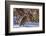 Male Ruffed Grouse (Bonasa Umbellus) in Winter in Glacier NP, Montana-Chuck Haney-Framed Photographic Print