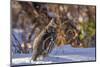 Male Ruffed Grouse (Bonasa Umbellus) in Winter in Glacier NP, Montana-Chuck Haney-Mounted Photographic Print