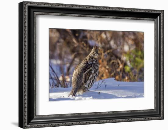 Male Ruffed Grouse (Bonasa Umbellus) in Winter in Glacier NP, Montana-Chuck Haney-Framed Photographic Print