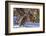 Male Ruffed Grouse (Bonasa Umbellus) in Winter in Glacier NP, Montana-Chuck Haney-Framed Photographic Print