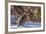 Male Ruffed Grouse (Bonasa Umbellus) in Winter in Glacier NP, Montana-Chuck Haney-Framed Photographic Print