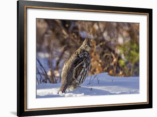 Male Ruffed Grouse (Bonasa Umbellus) in Winter in Glacier NP, Montana-Chuck Haney-Framed Photographic Print