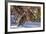 Male Ruffed Grouse (Bonasa Umbellus) in Winter in Glacier NP, Montana-Chuck Haney-Framed Photographic Print