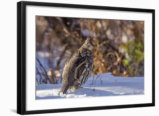 Male Ruffed Grouse (Bonasa Umbellus) in Winter in Glacier NP, Montana-Chuck Haney-Framed Photographic Print