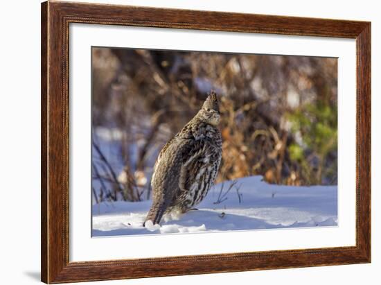 Male Ruffed Grouse (Bonasa Umbellus) in Winter in Glacier NP, Montana-Chuck Haney-Framed Photographic Print