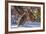 Male Ruffed Grouse (Bonasa Umbellus) in Winter in Glacier NP, Montana-Chuck Haney-Framed Photographic Print