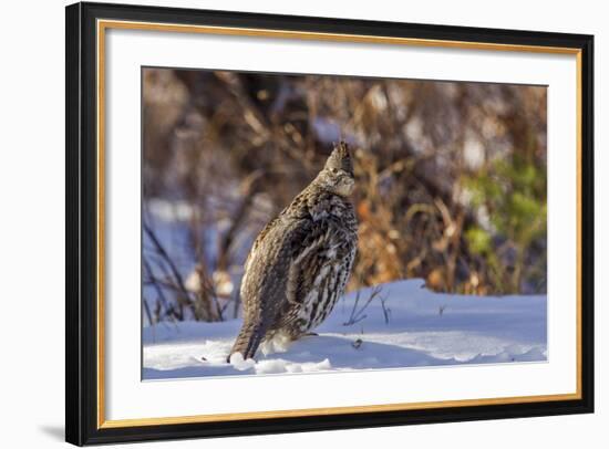 Male Ruffed Grouse (Bonasa Umbellus) in Winter in Glacier NP, Montana-Chuck Haney-Framed Photographic Print