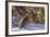 Male Ruffed Grouse (Bonasa Umbellus) in Winter in Glacier NP, Montana-Chuck Haney-Framed Photographic Print