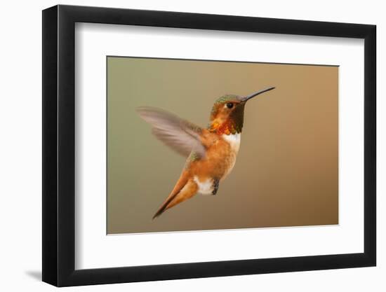 Male Rufous hummingbird-Ken Archer-Framed Photographic Print