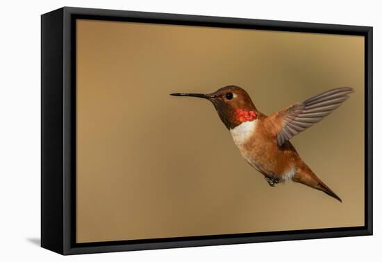 Male Rufous hummingbird-Ken Archer-Framed Premier Image Canvas