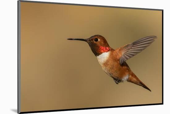 Male Rufous hummingbird-Ken Archer-Mounted Photographic Print
