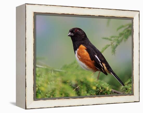 Male Rufous-Sided Towhee-Adam Jones-Framed Premier Image Canvas