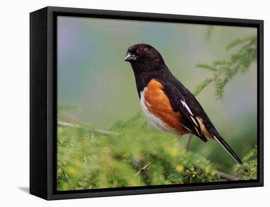 Male Rufous-Sided Towhee-Adam Jones-Framed Premier Image Canvas