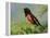 Male Rufous-Sided Towhee-Adam Jones-Framed Premier Image Canvas