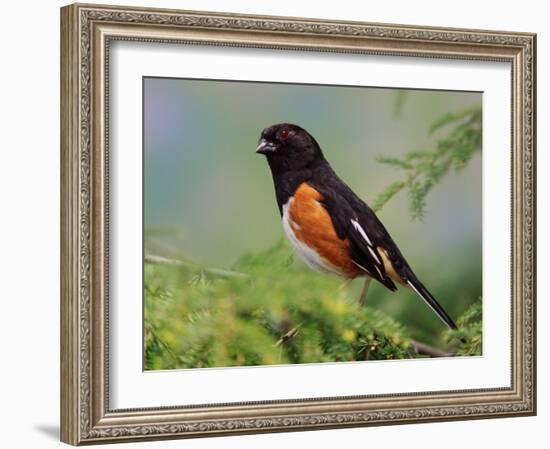 Male Rufous-Sided Towhee-Adam Jones-Framed Photographic Print