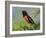 Male Rufous-Sided Towhee-Adam Jones-Framed Photographic Print