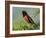 Male Rufous-Sided Towhee-Adam Jones-Framed Photographic Print