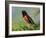 Male Rufous-Sided Towhee-Adam Jones-Framed Photographic Print