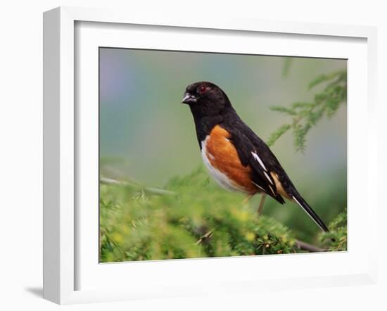 Male Rufous-Sided Towhee-Adam Jones-Framed Photographic Print