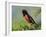 Male Rufous-Sided Towhee-Adam Jones-Framed Photographic Print