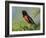 Male Rufous-Sided Towhee-Adam Jones-Framed Photographic Print