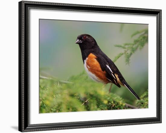 Male Rufous-Sided Towhee-Adam Jones-Framed Photographic Print