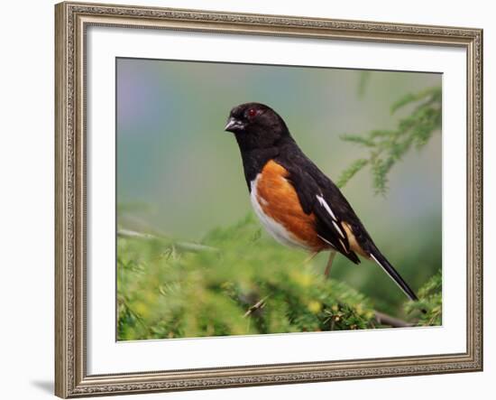 Male Rufous-Sided Towhee-Adam Jones-Framed Photographic Print