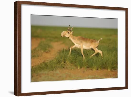 Male Saiga Antelope (Saiga Tatarica) Running, Cherniye Zemli (Black Earth) Nr, Kalmykia, Russia-Shpilenok-Framed Photographic Print