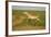 Male Saiga Antelope (Saiga Tatarica) Running, Cherniye Zemli (Black Earth) Nr, Kalmykia, Russia-Shpilenok-Framed Photographic Print