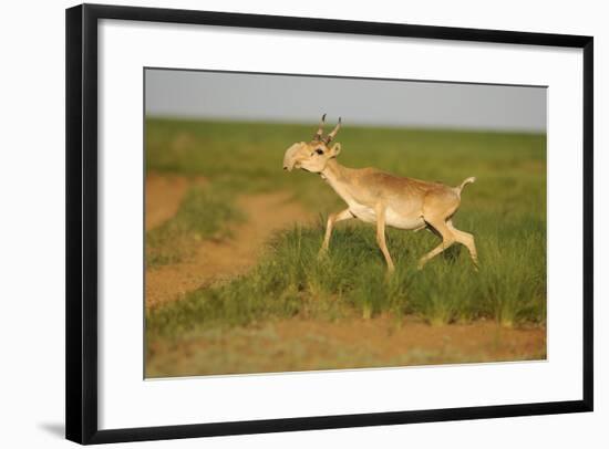 Male Saiga Antelope (Saiga Tatarica) Running, Cherniye Zemli (Black Earth) Nr, Kalmykia, Russia-Shpilenok-Framed Photographic Print