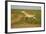 Male Saiga Antelope (Saiga Tatarica) Running, Cherniye Zemli (Black Earth) Nr, Kalmykia, Russia-Shpilenok-Framed Photographic Print