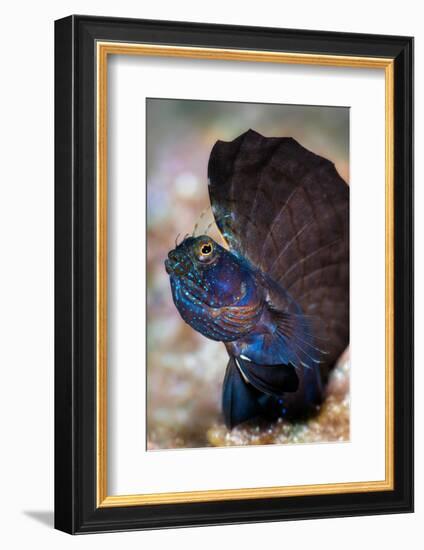 Male Sailfin blenny displaying large dorsal fin, Caribbean Sea-Alex Mustard-Framed Photographic Print