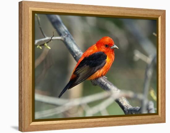 Male Scarlet Tanager-Adam Jones-Framed Premier Image Canvas