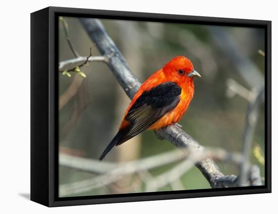 Male Scarlet Tanager-Adam Jones-Framed Premier Image Canvas