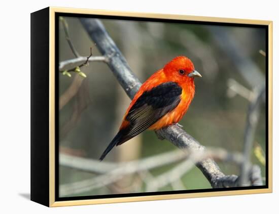 Male Scarlet Tanager-Adam Jones-Framed Premier Image Canvas