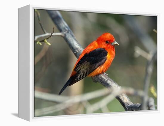 Male Scarlet Tanager-Adam Jones-Framed Premier Image Canvas