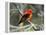 Male Scarlet Tanager-Adam Jones-Framed Premier Image Canvas