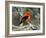 Male Scarlet Tanager-Adam Jones-Framed Photographic Print
