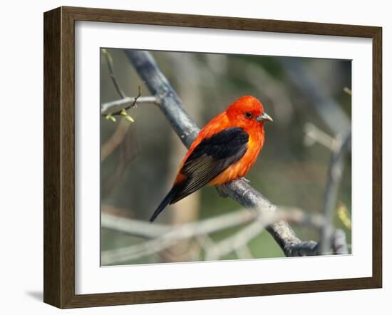 Male Scarlet Tanager-Adam Jones-Framed Photographic Print