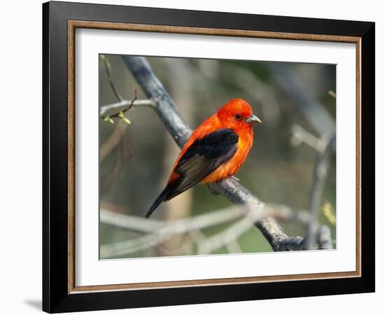 Male Scarlet Tanager-Adam Jones-Framed Photographic Print